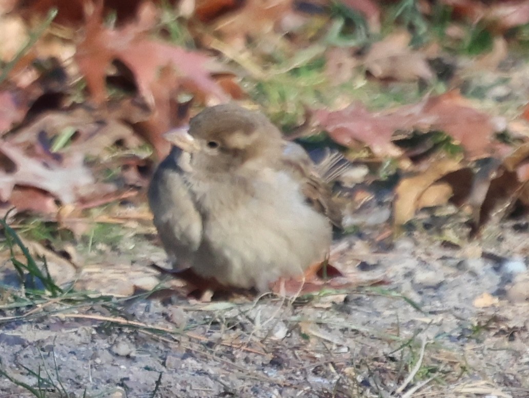 Gorrión Común - ML646914184