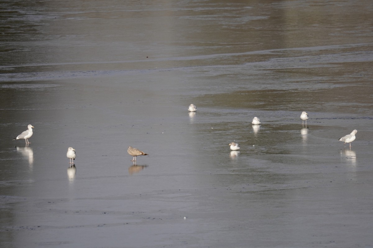 Gaviota Argéntea Americana - ML646914185