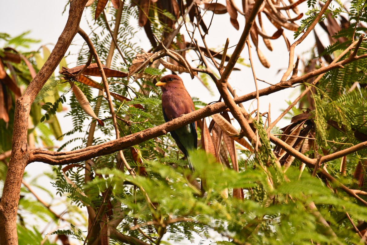 šírozobec skořicový - ML646914191