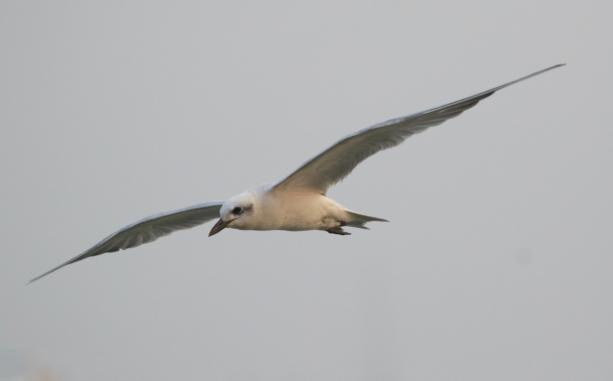 Gull-billed Tern - ML646914192