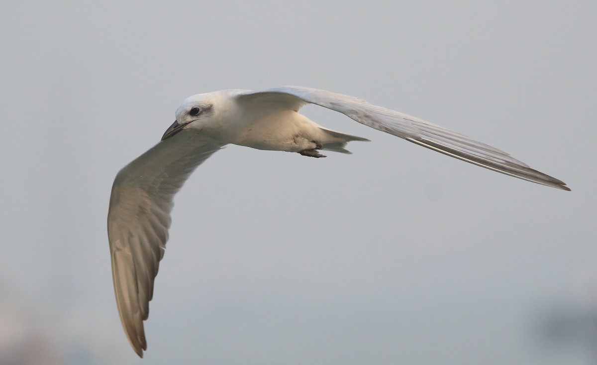 Gull-billed Tern - ML646914194