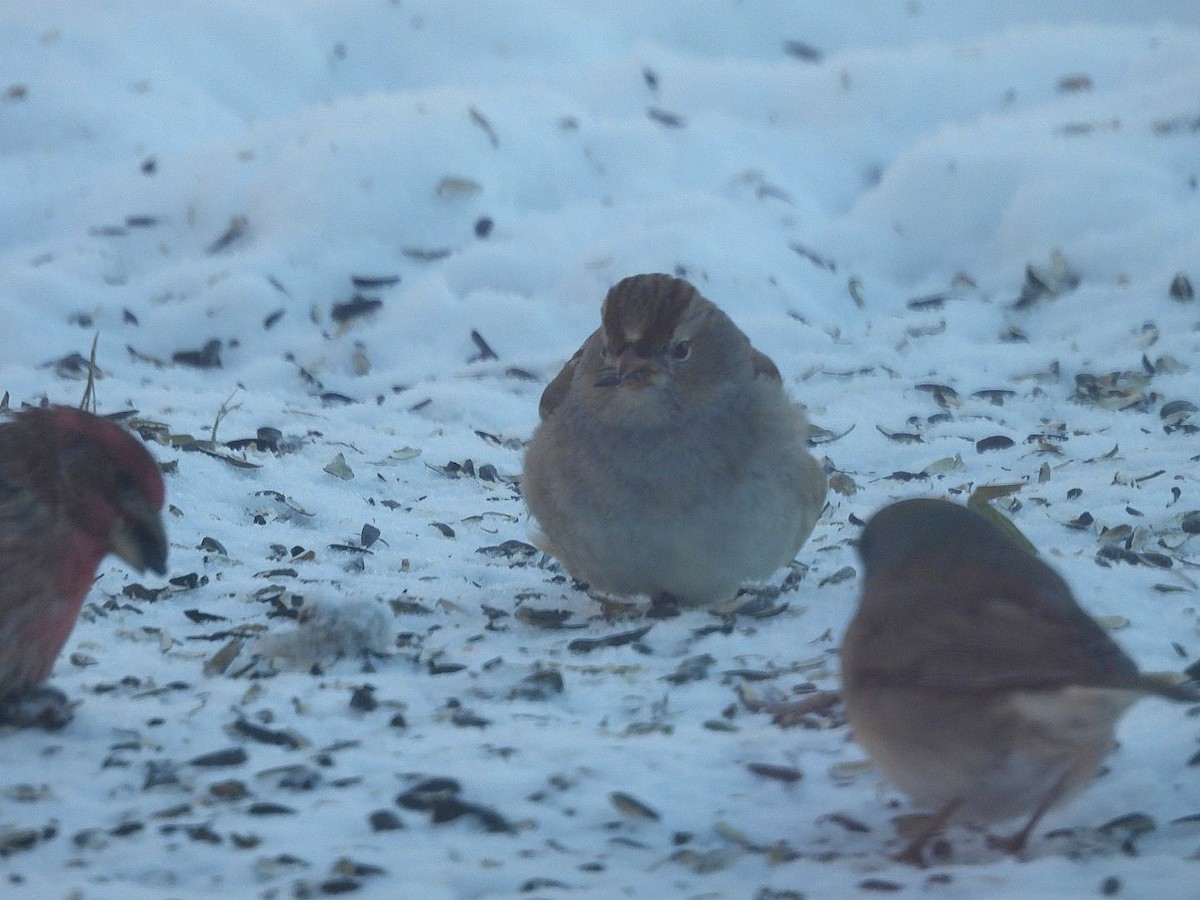 White-crowned Sparrow - ML646914197
