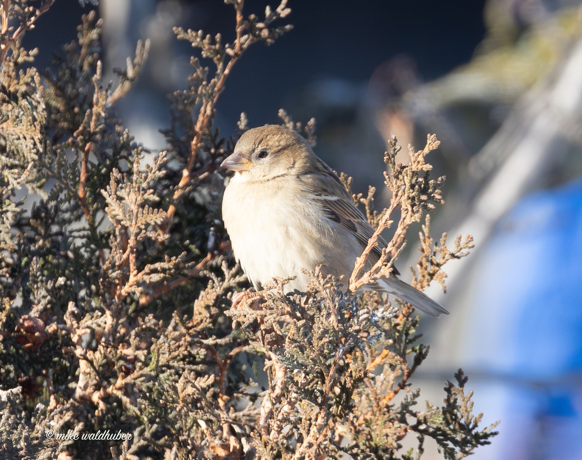 House Sparrow - ML646914198