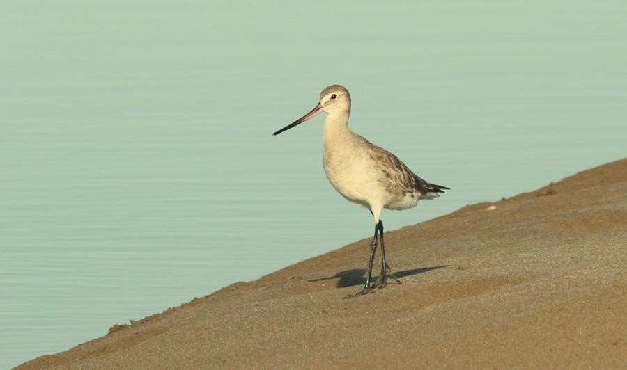 svartvingespove - ML646914205