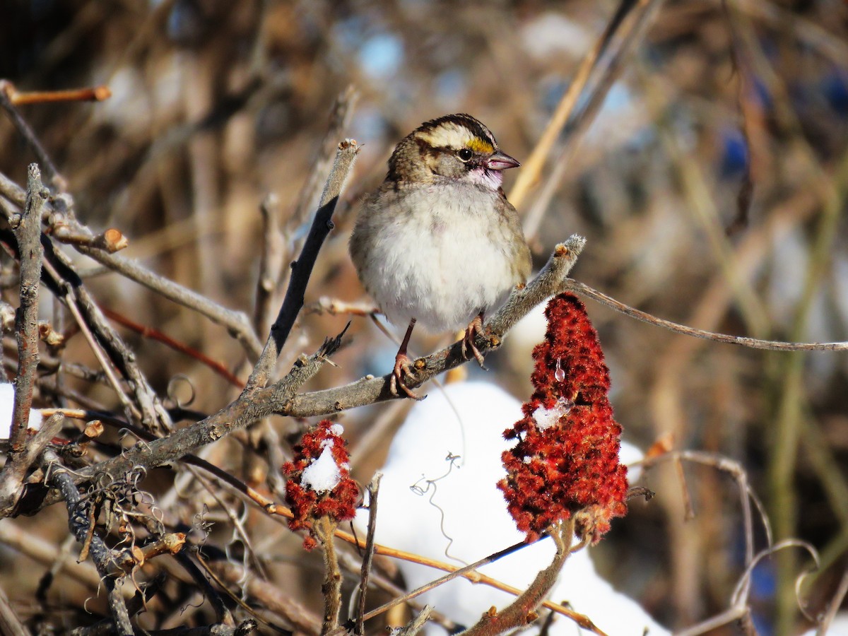 White-throated Sparrow - ML646914209