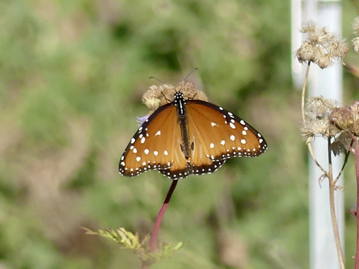 Papillon Reine - ML646914213