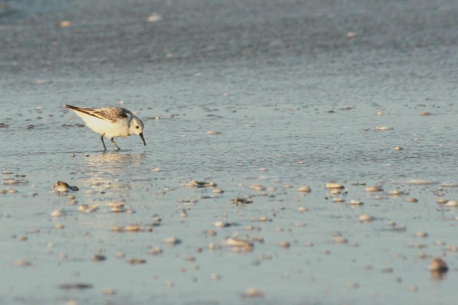 sandløper - ML646914214