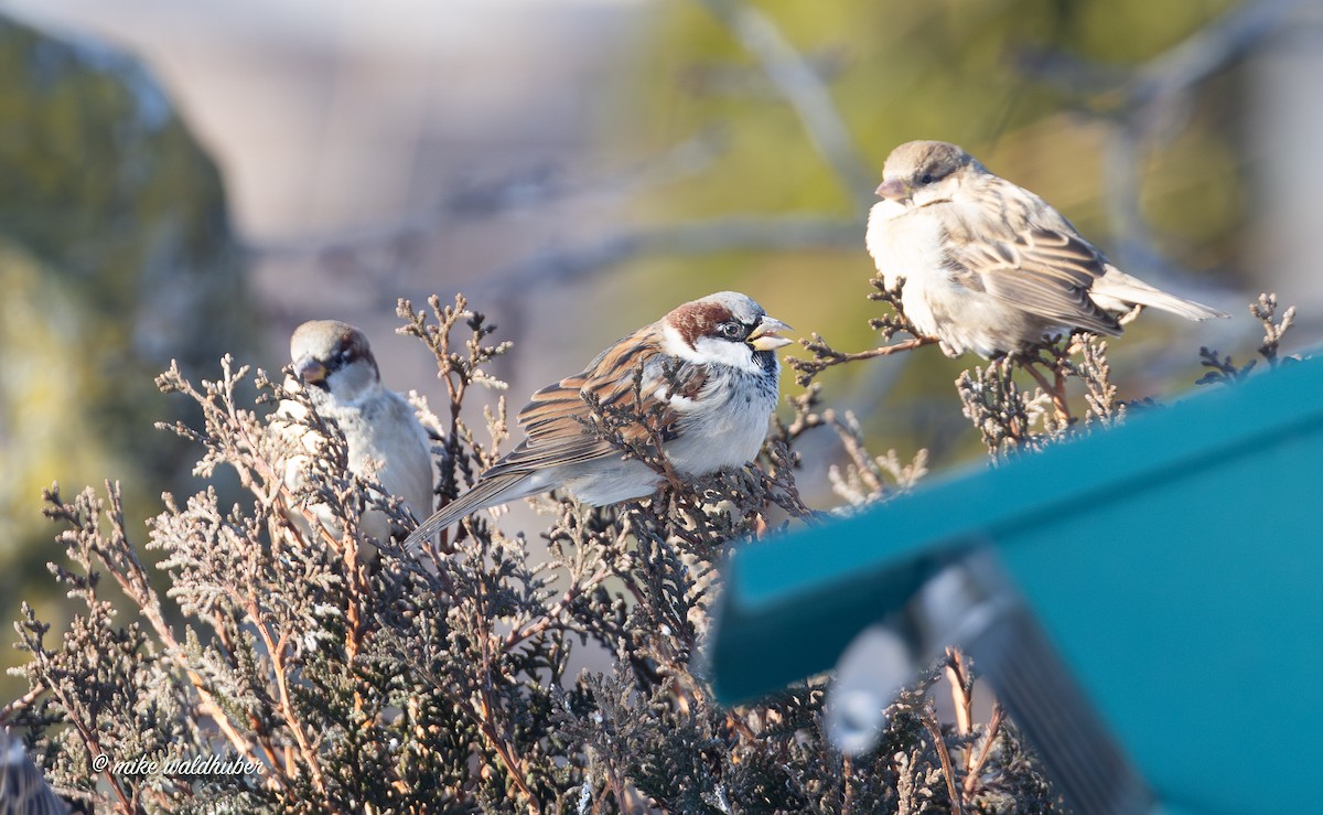 House Sparrow - ML646914222