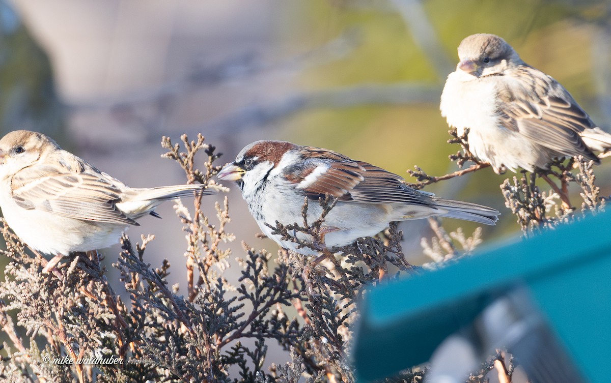 House Sparrow - ML646914223