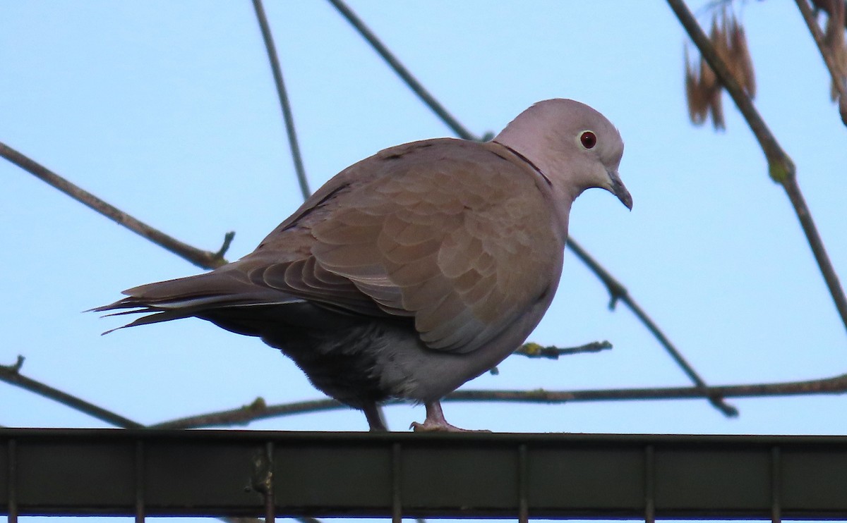 Кольчатая горлица - ML646914224