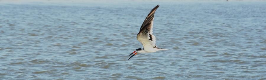 amerikasaksenebb - ML646914226