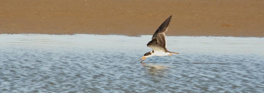 amerikasaksenebb - ML646914227