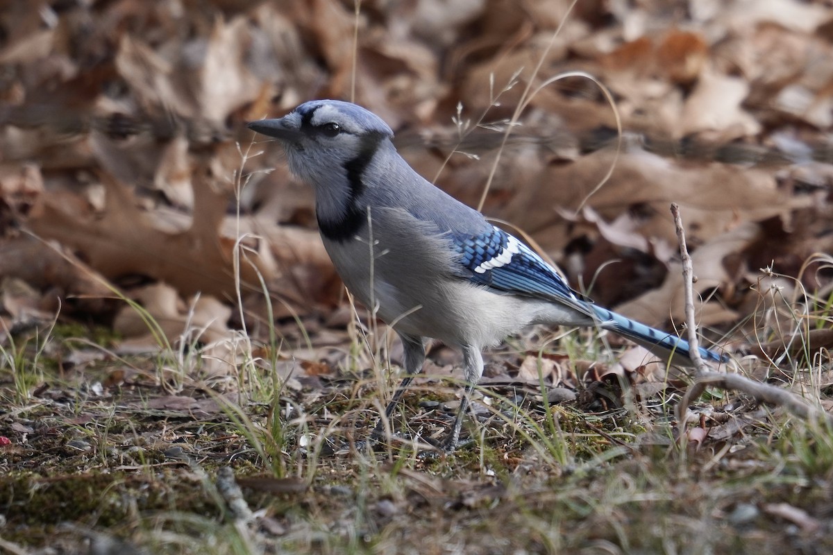 Chara Azul - ML646914228