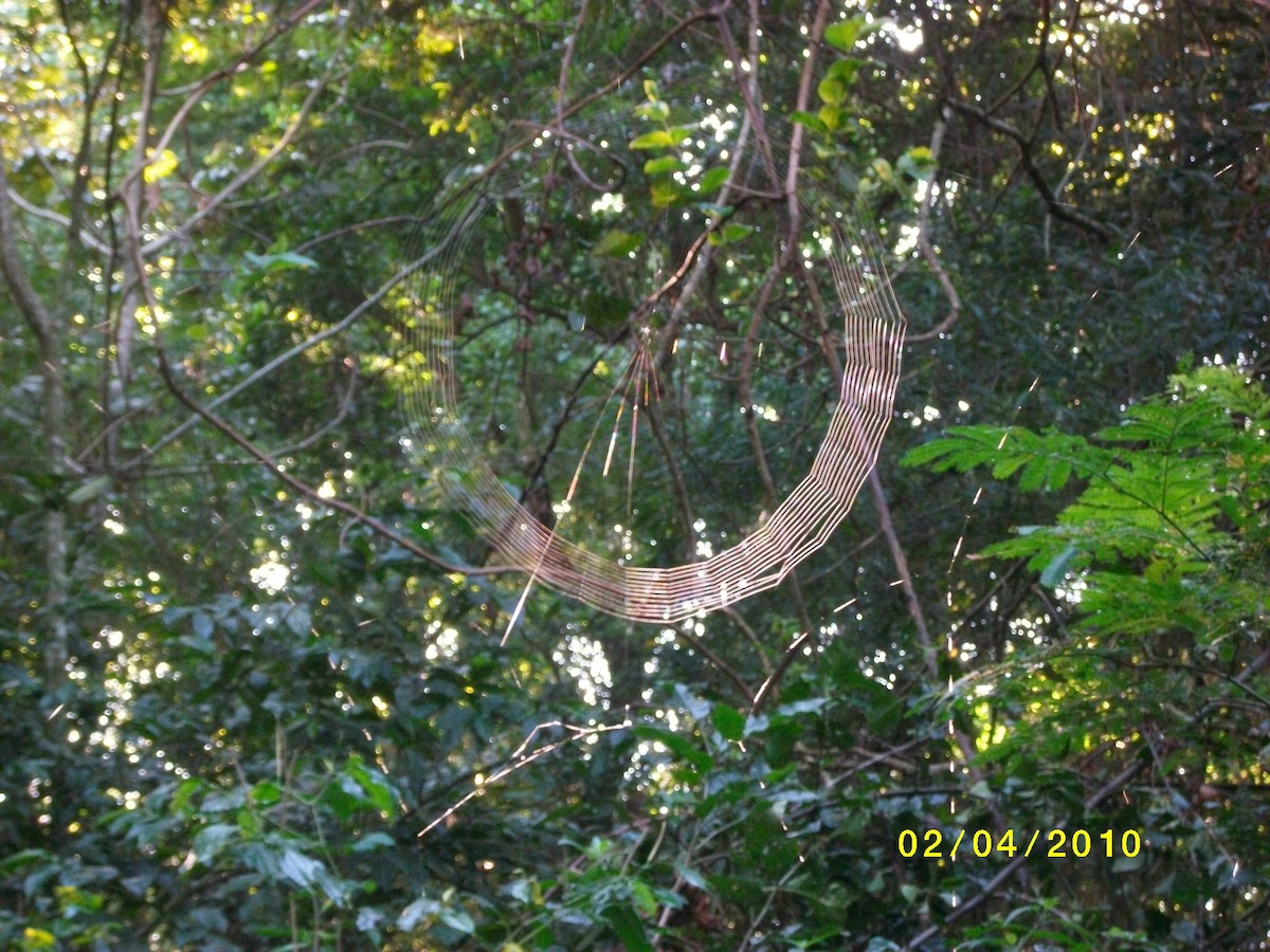 Arachnids - ML646914229