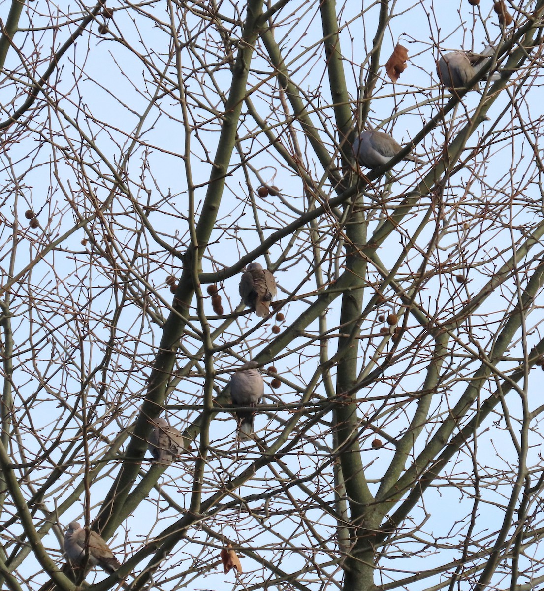 Кольчатая горлица - ML646914231