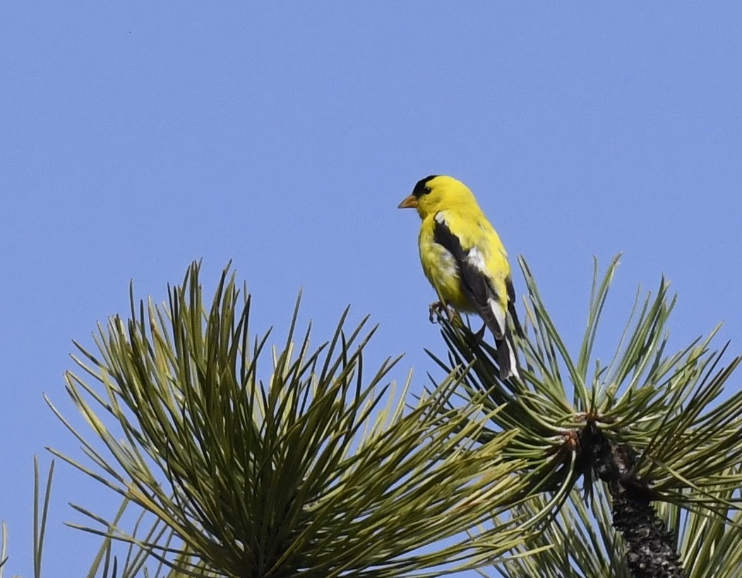 gulstillits - ML646914234