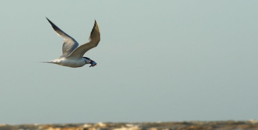 kongeterne - ML646914235