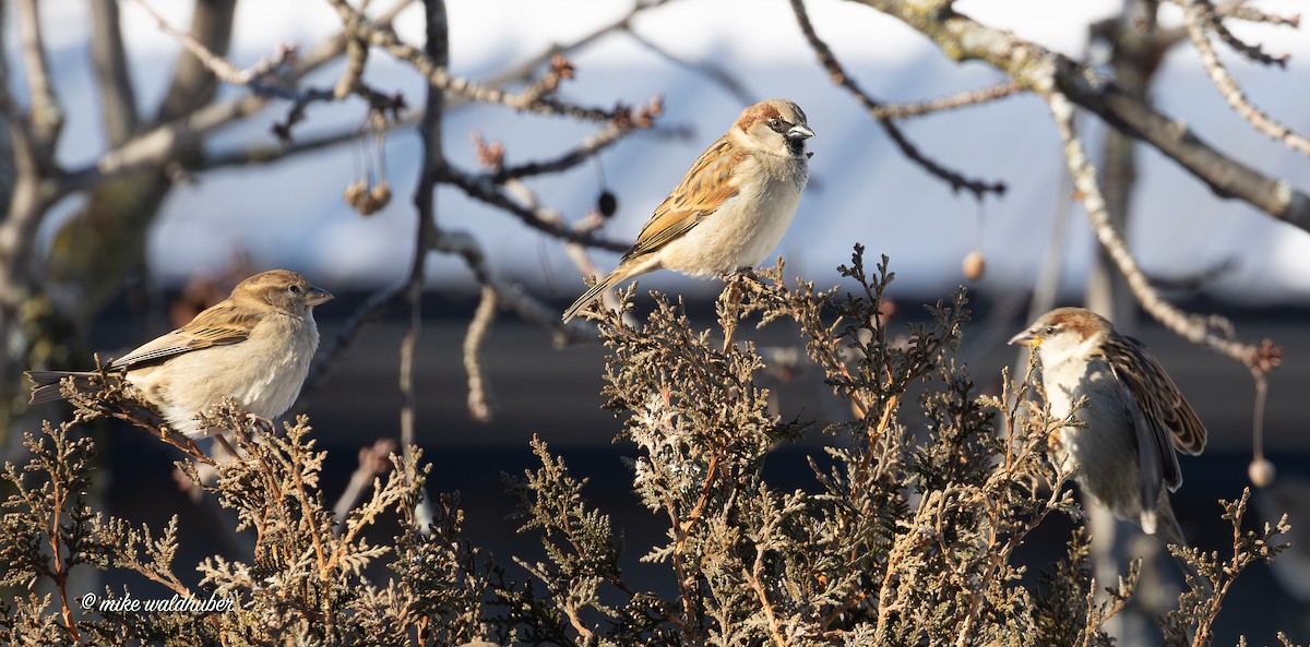 House Sparrow - ML646914236