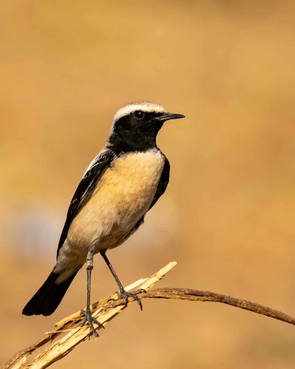Desert Wheatear - ML646914237