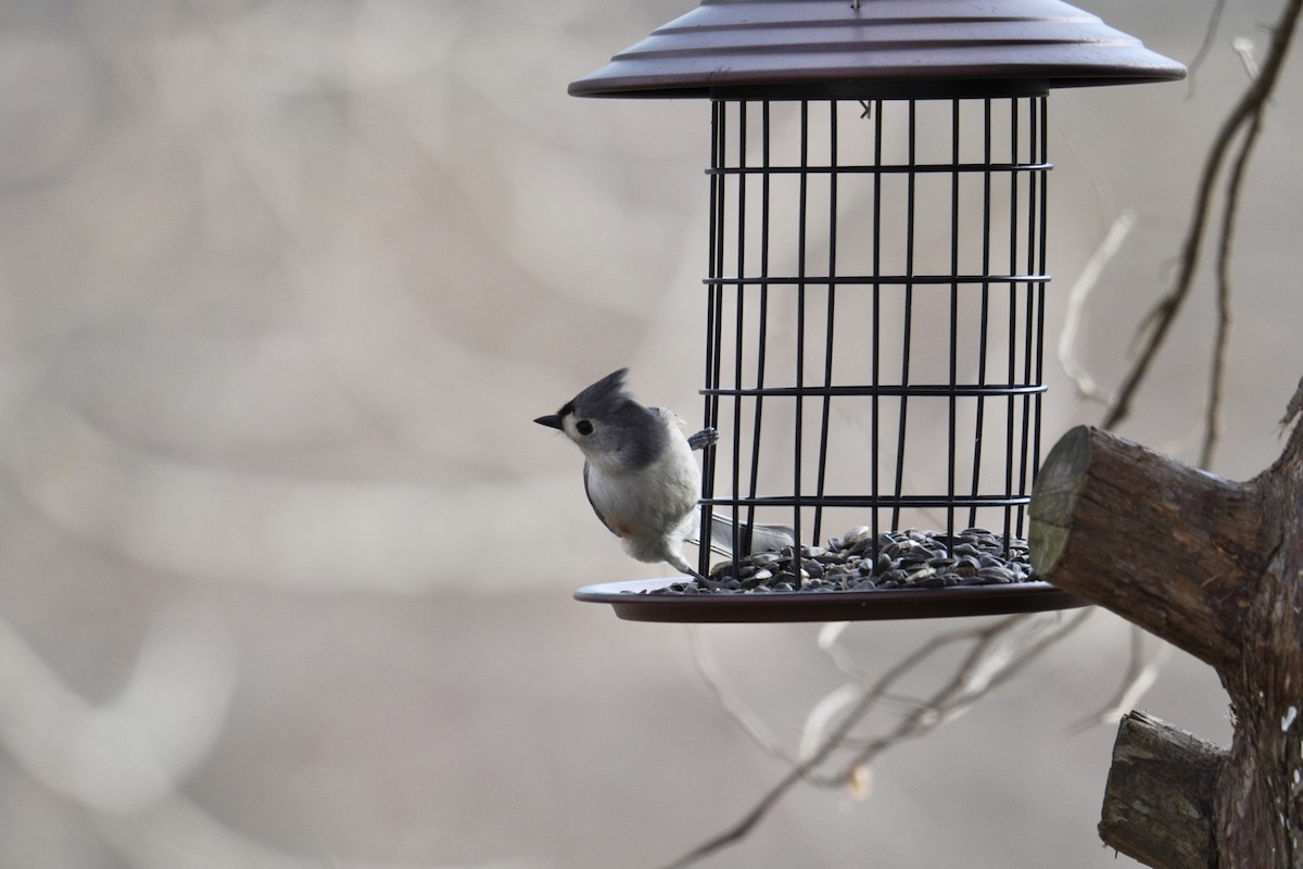 Herrerillo Bicolor - ML646914238