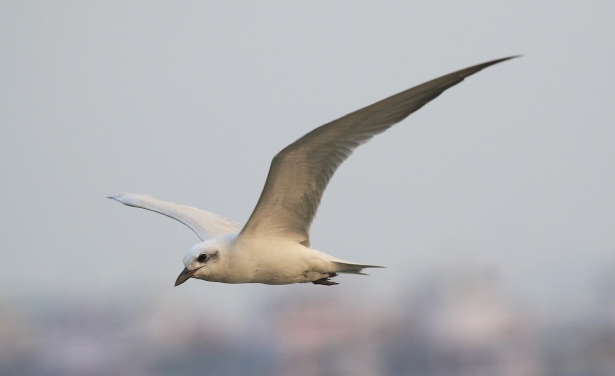 Gull-billed Tern - ML646914241