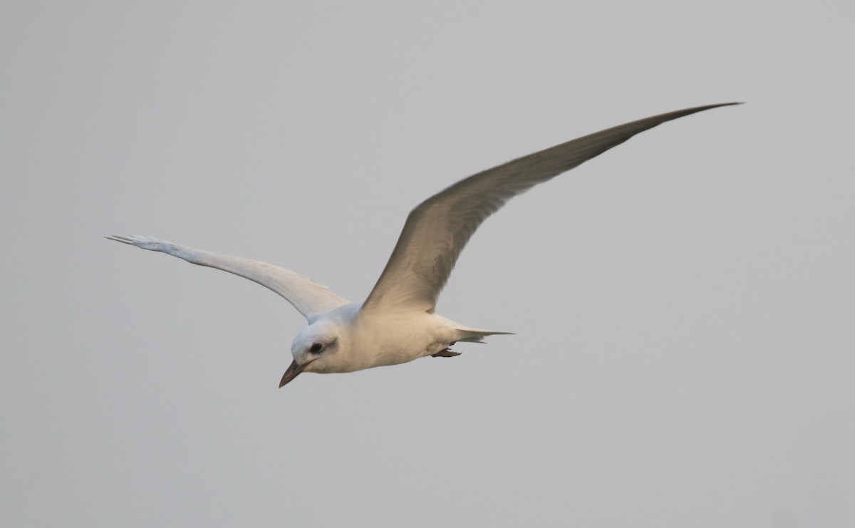 Gull-billed Tern - ML646914242