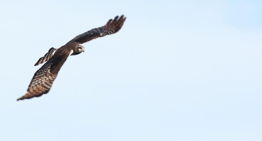 langvingekjerrhauk - ML646914243