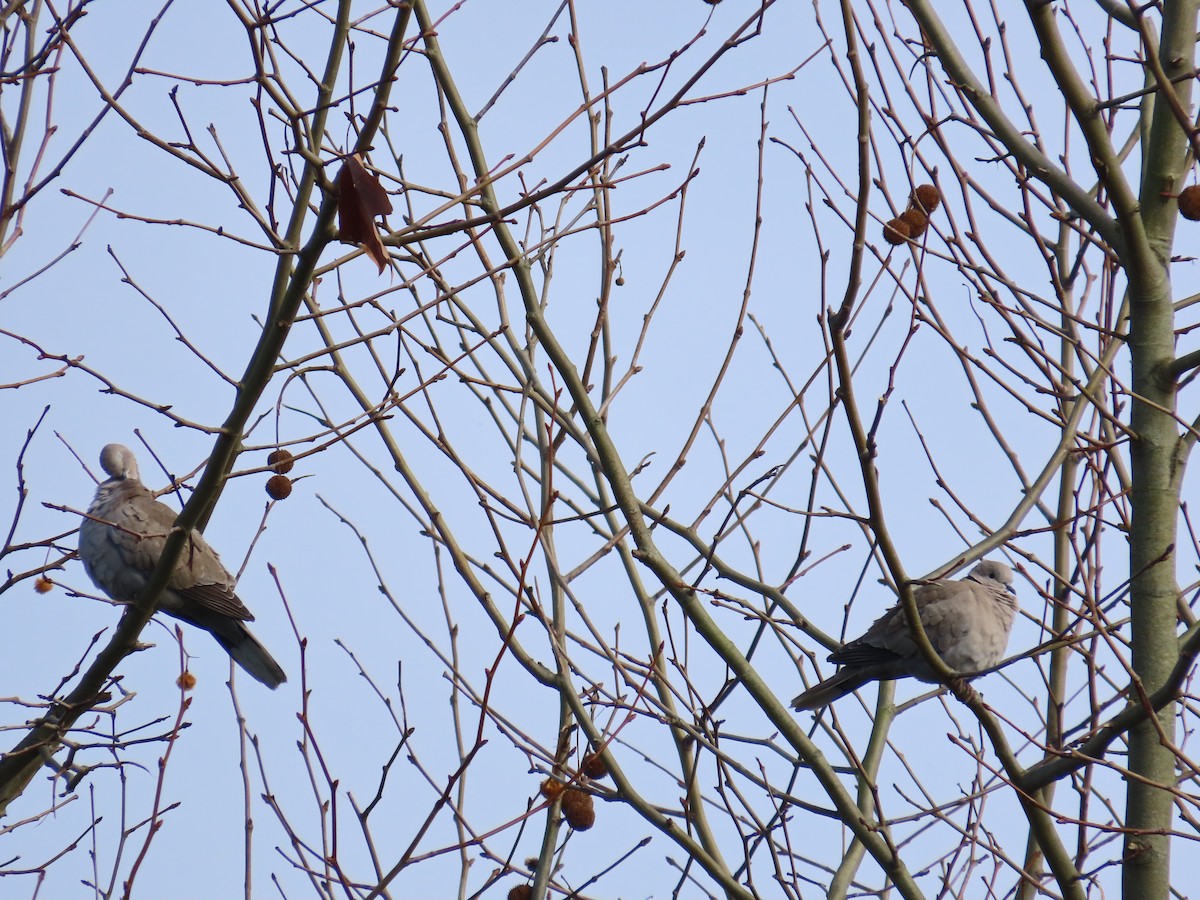 Кольчатая горлица - ML646914244