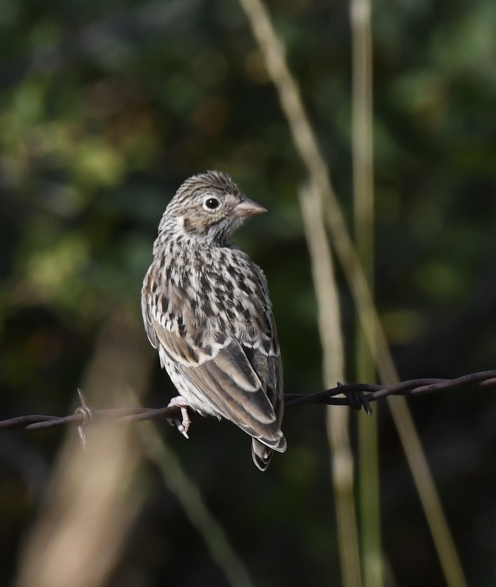 vesperspurv - ML646914245