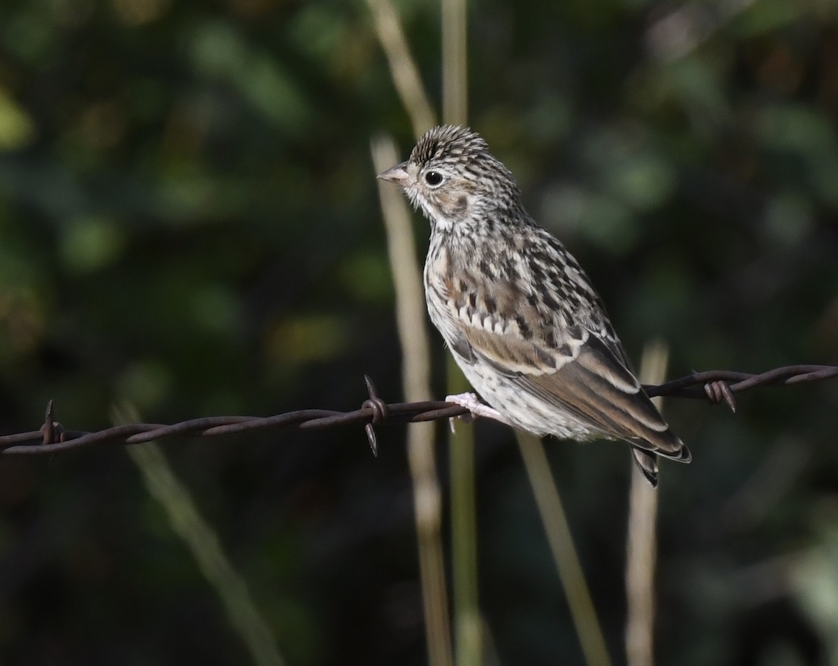 vesperspurv - ML646914246