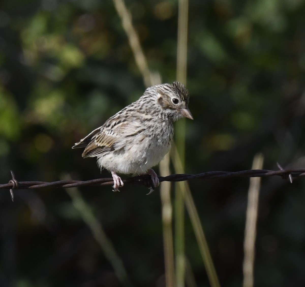 vesperspurv - ML646914247