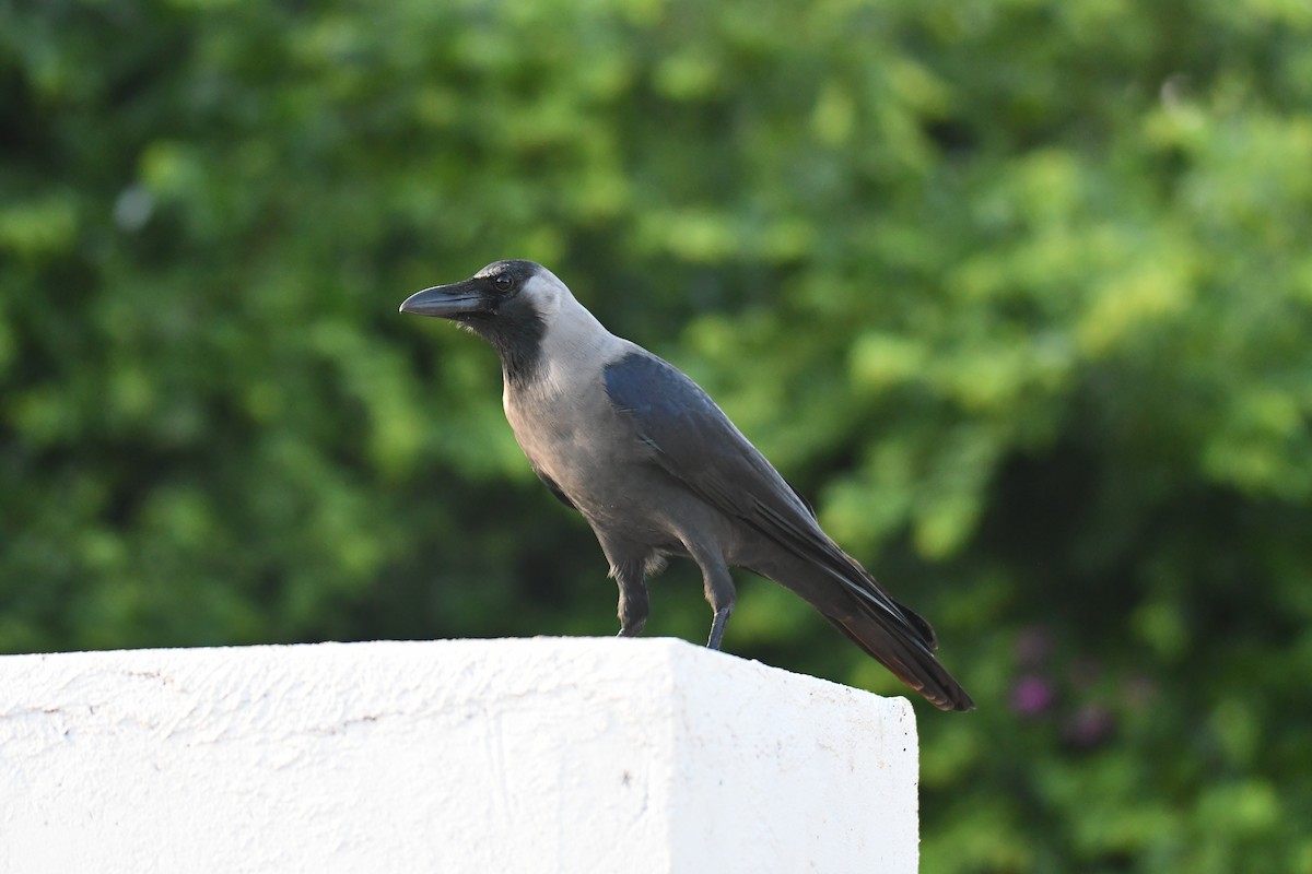 vrána domácí - ML646914248