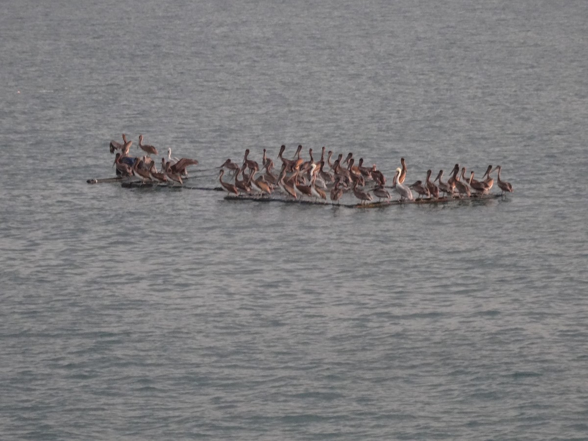 Brown Pelican - ML646914249