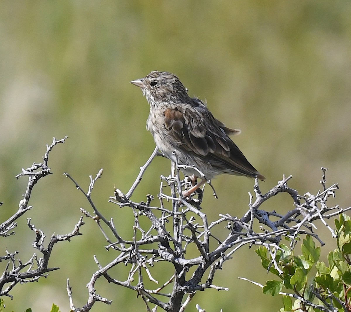 vesperspurv - ML646914250