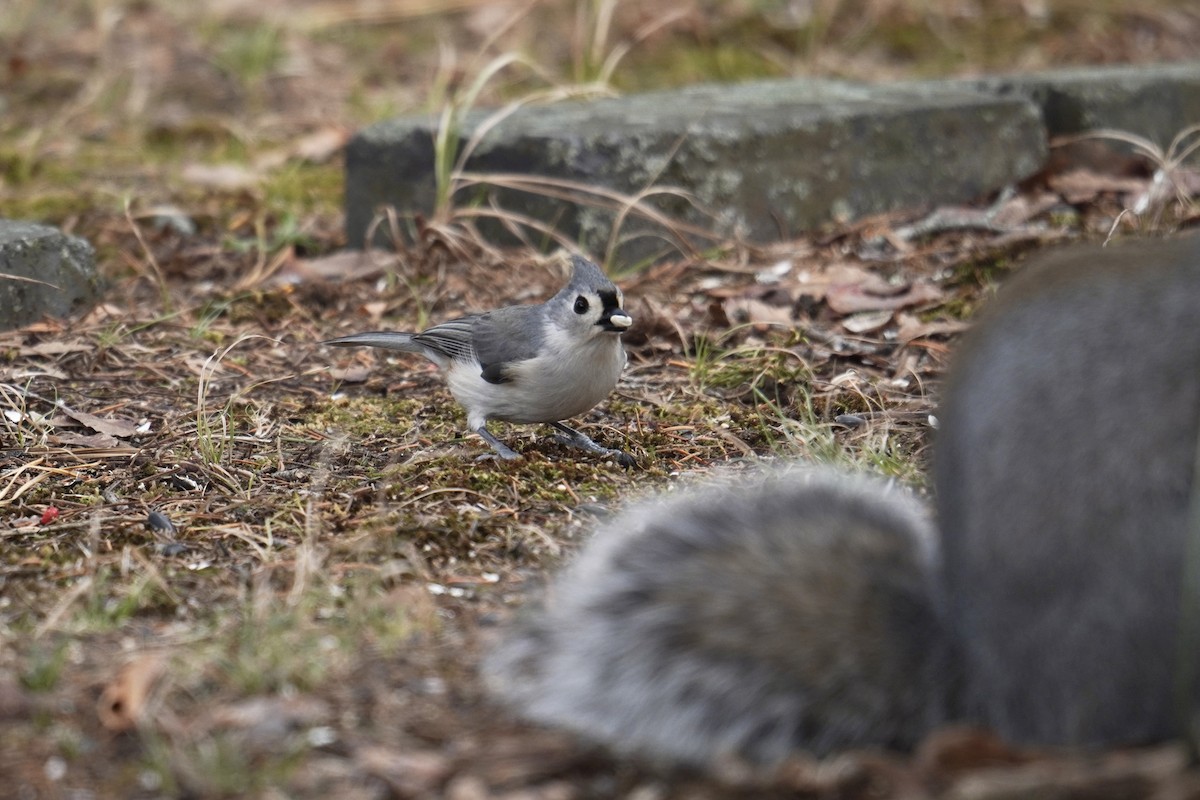 Herrerillo Bicolor - ML646914251