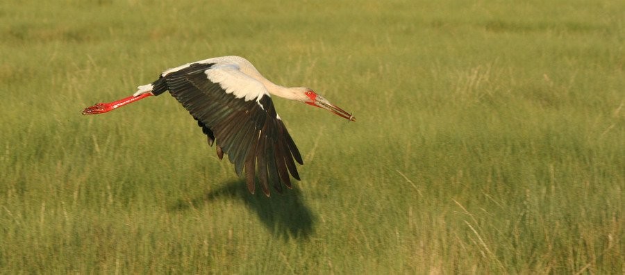 maguaristork - ML646914254