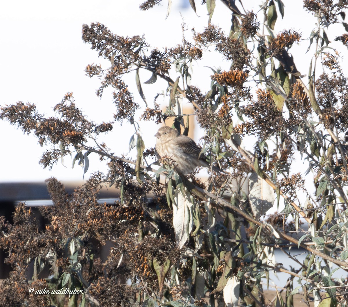 House Finch - ML646914255