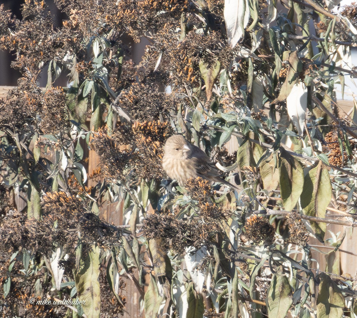 House Finch - ML646914256