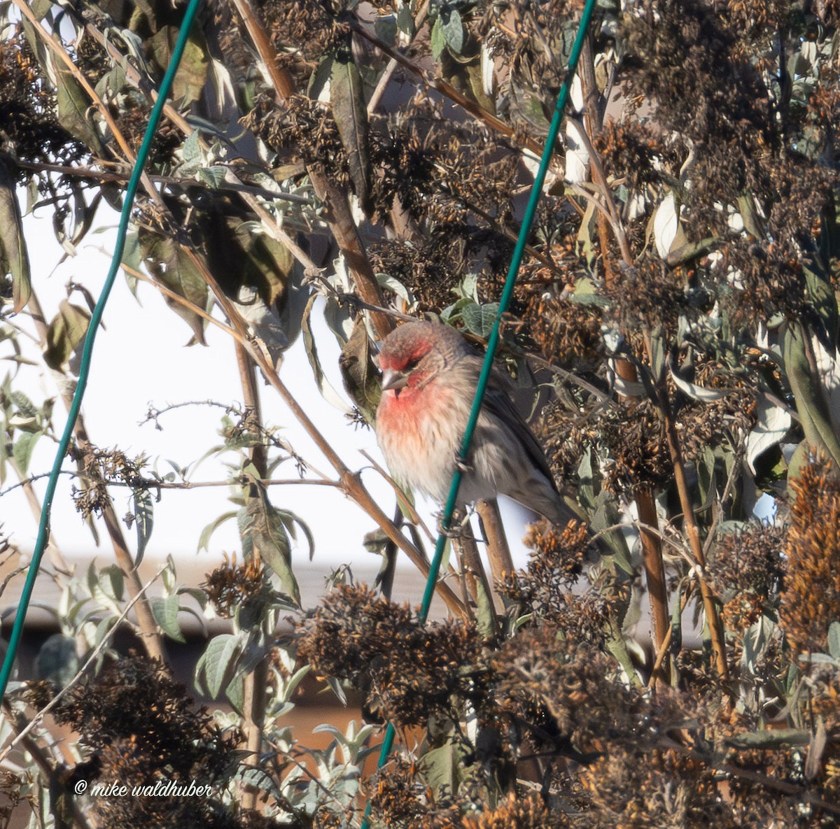 House Finch - ML646914257