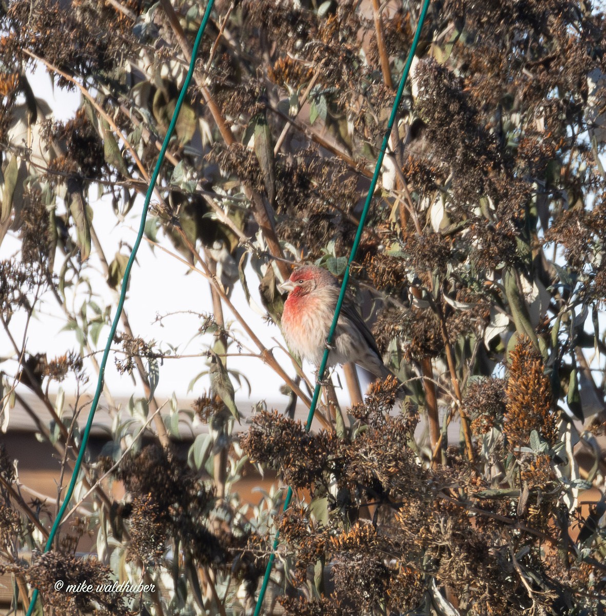 House Finch - ML646914258