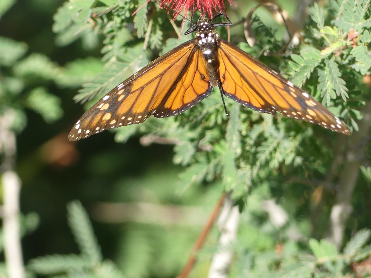 Monarque - ML646914259