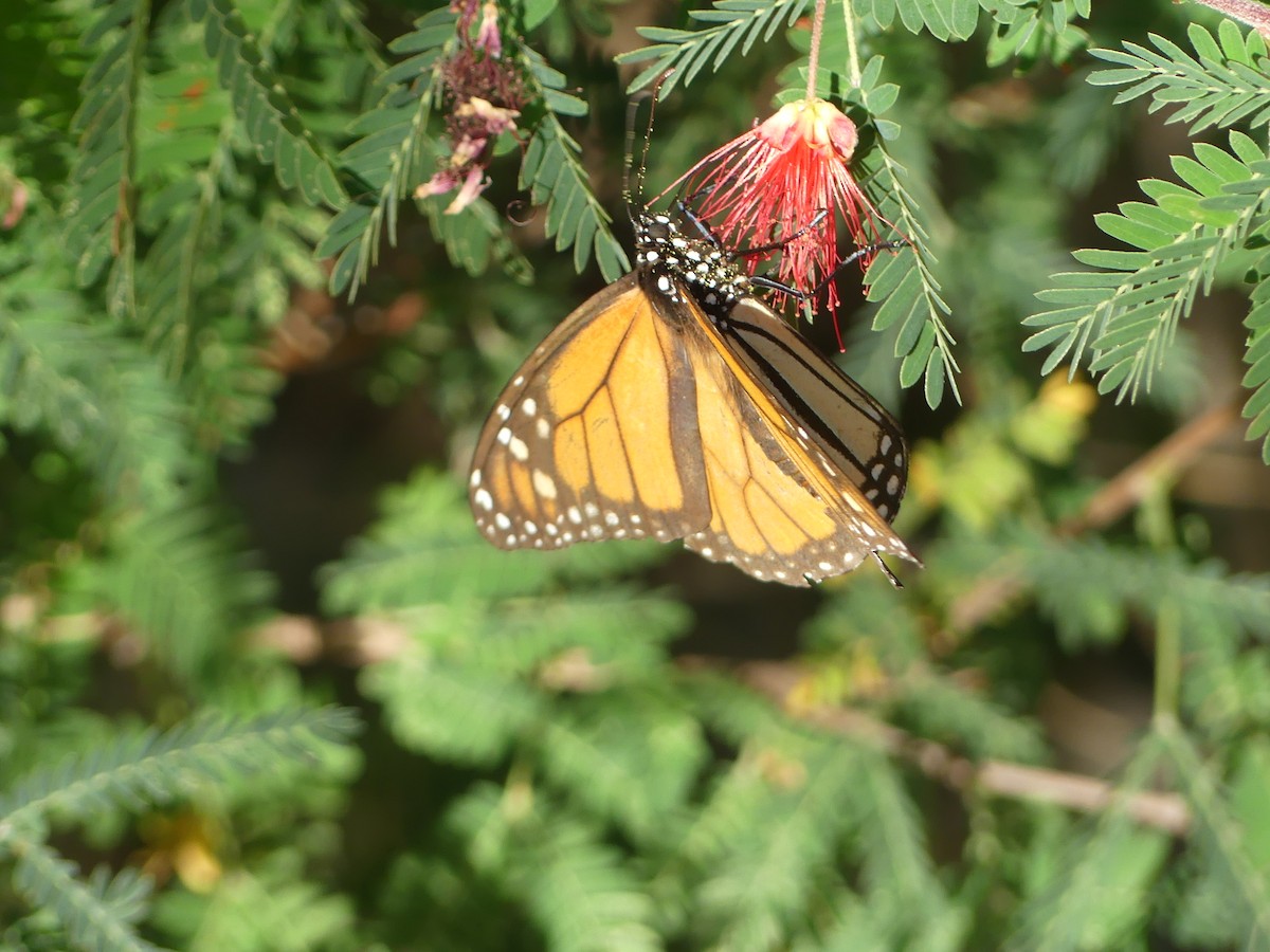 Monarque - ML646914260