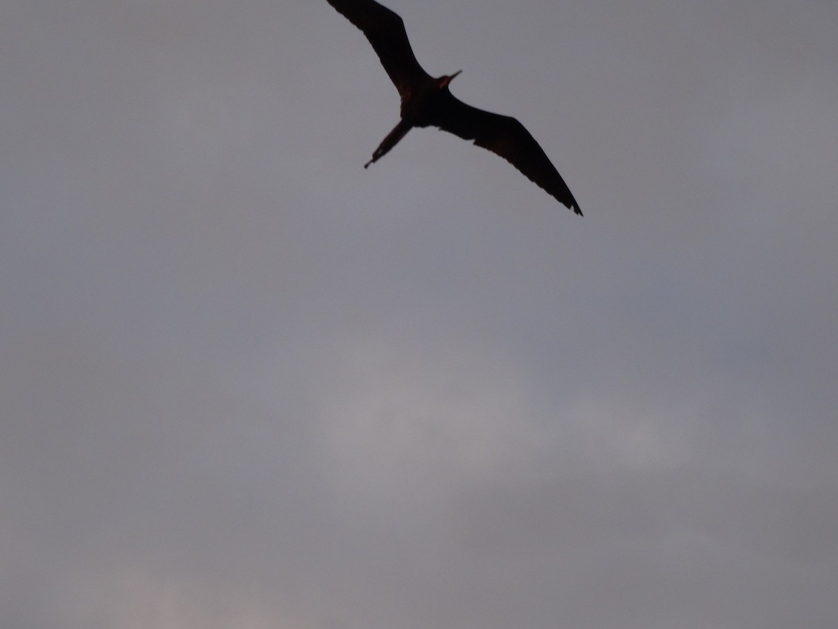 Magnificent Frigatebird - ML646914261