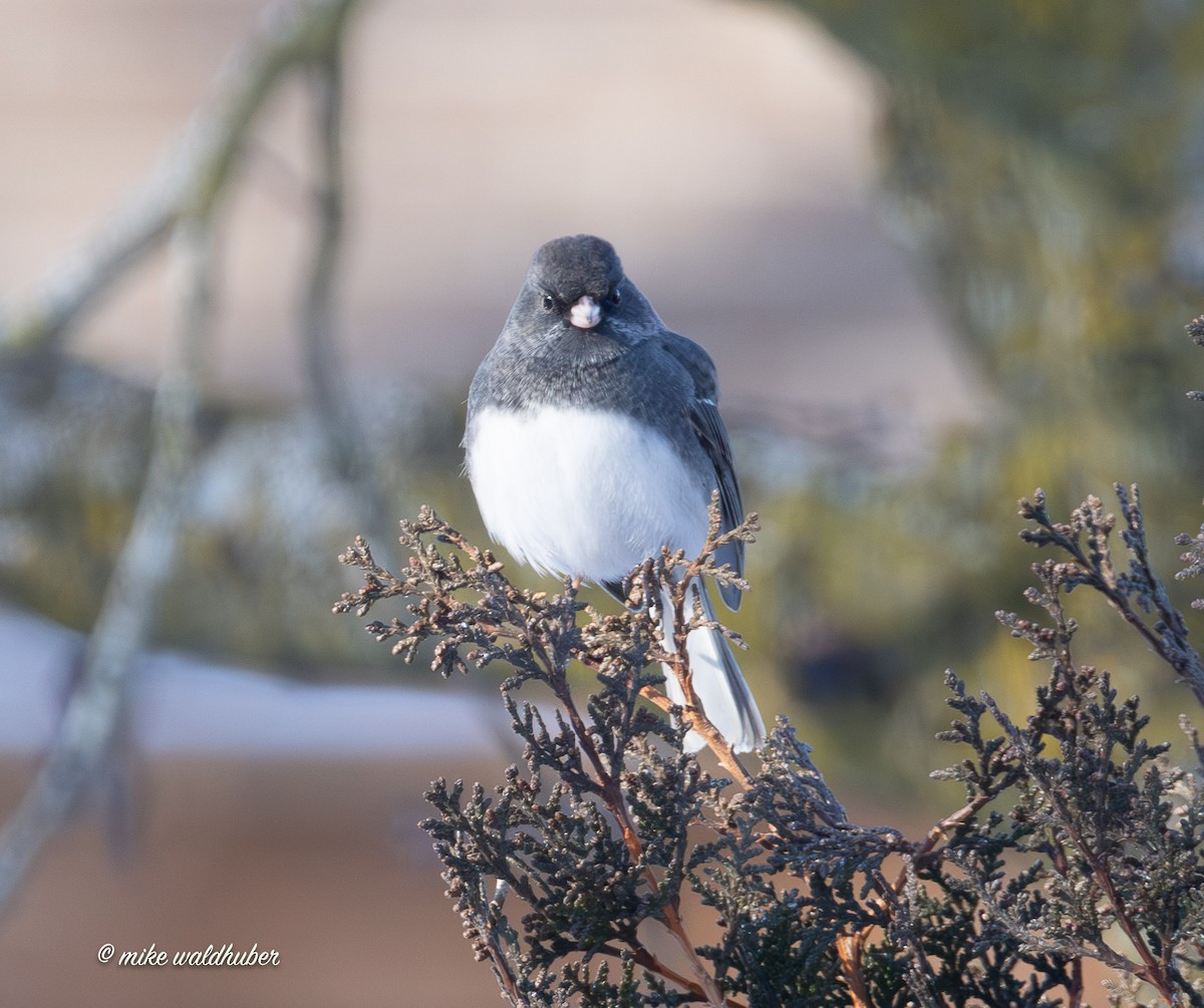 Dark-eyed Junco - ML646914266