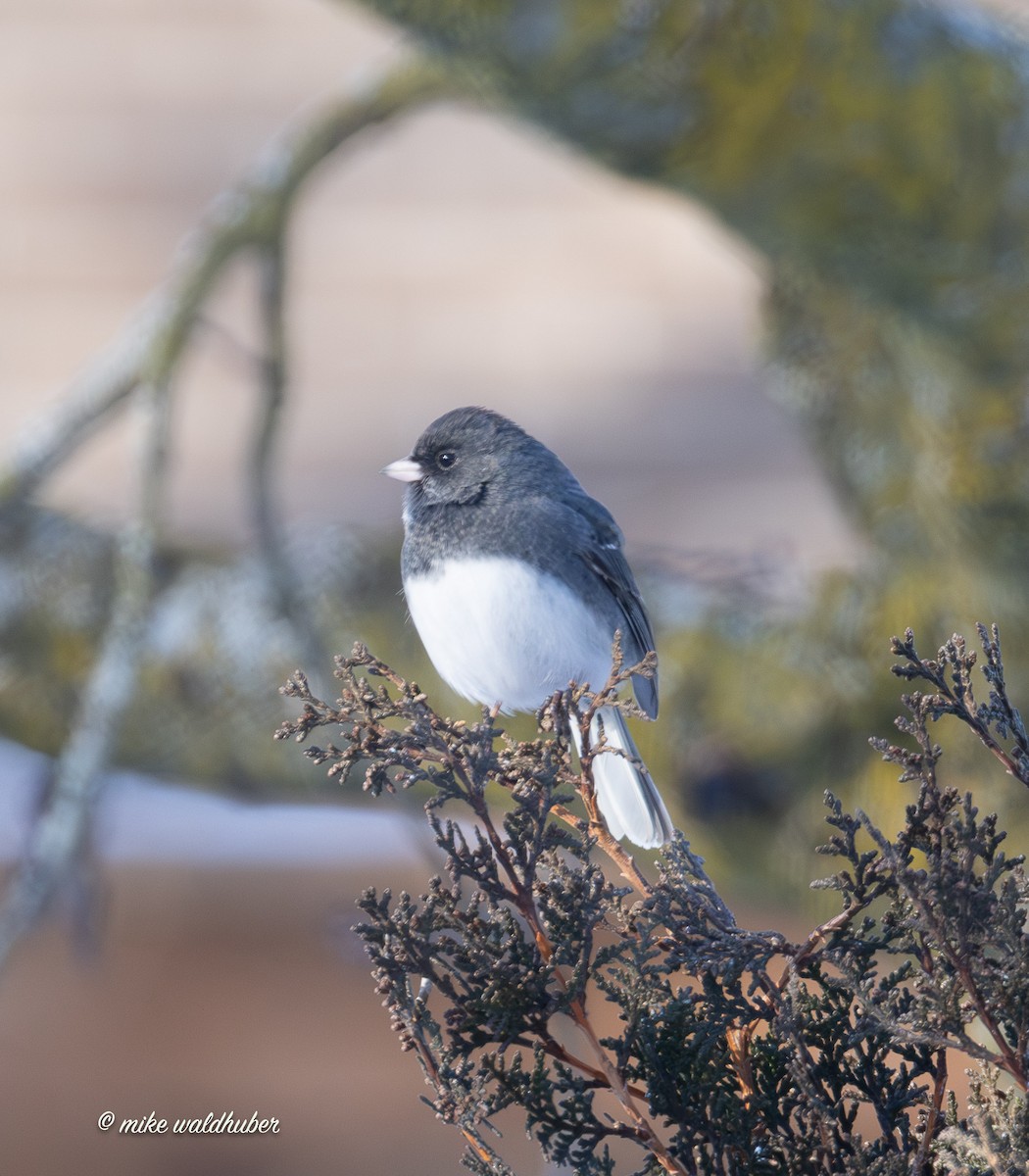 Dark-eyed Junco - ML646914267