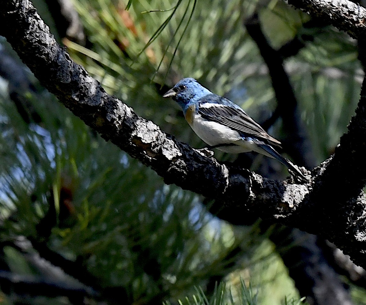 lazulispurv - ML646914268