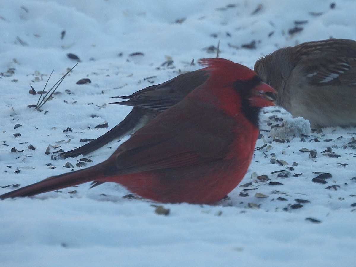 Kardinal arrunta - ML646914272