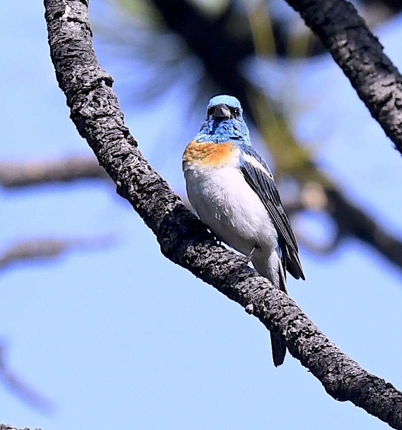 lazulispurv - ML646914275