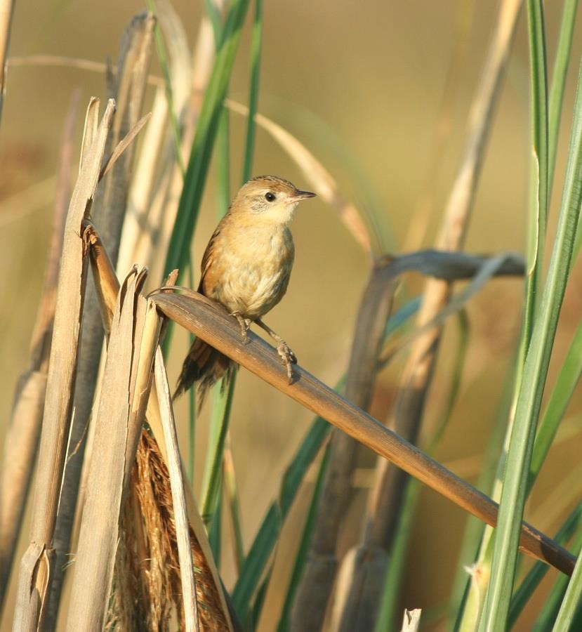 sumpkryper - ML646914276