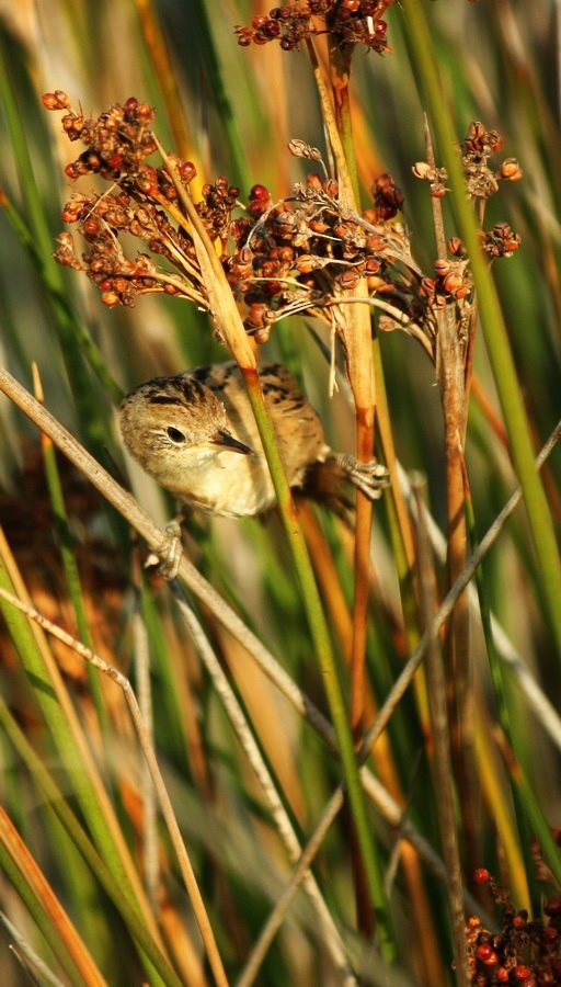 sumpkryper - ML646914277